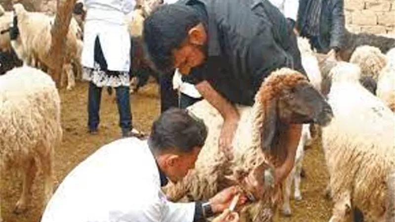 الخميس ..انطلاق الحملة القومية ضد الحمى القلاعية بالإسماعيلية