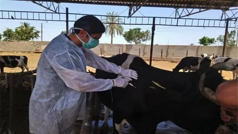 حملة الحمى القلاعية تستهدف تحصين 54 ألف رأس ماشية بالإسماعيلية