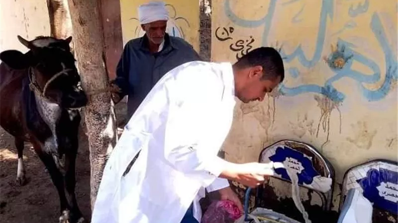 بيطري الشرقية يُجري المسح التناسلي الشامل لـ 8 آلاف و 796 رأس ماشية والتلقيح الإصطناعي لـ 2030 رأس