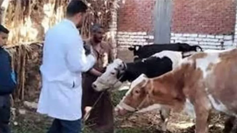 غدا...بدء الحملة القومية للتحصين ضد الحمى القلاعية بالمنيا