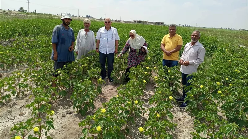 أهمها القطن ..توصيات هامة للمحاصيل الصيفية بالإسماعيلية ..صور