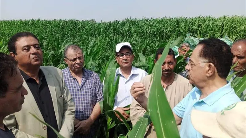 حجازى يطالب بسرعة توفير المبيدات اللازمة لمكافحة دودة الحشد الخريفية بزراعات المنوفية