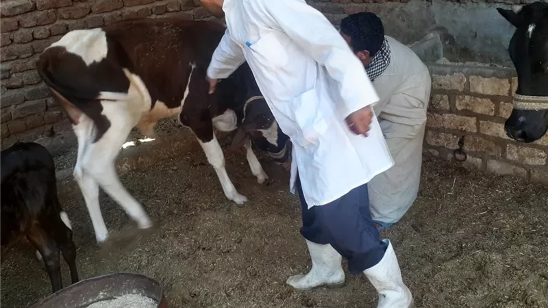 إنتشار ٧ لجان بيطرية لتحصين المواشى والأغنام ضد الحمى القلاعية والوادى المتصدع بقرى الأقصر