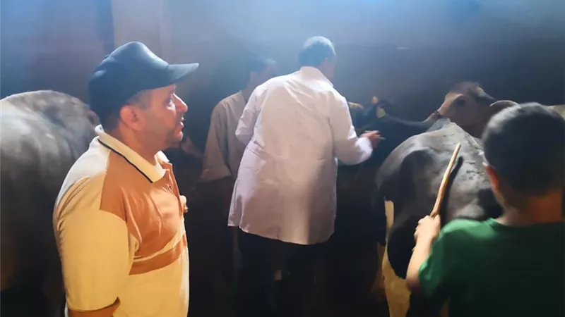 الزراعة: 341 ألف جرعة ضد الحمي القلاعية والوادي المتصدع في 3 أيام