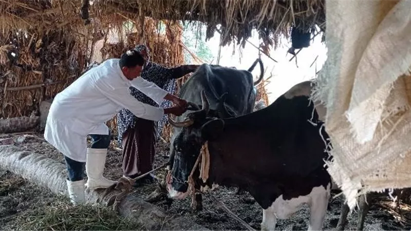 بيطري الشرقية يُحصن 5 آلاف و420 رأس ماشية للوقاية من مرض الحمى القلاعية والمتصدع