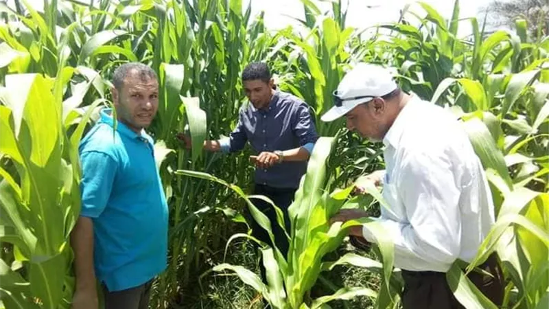 يوما حقليا لمحصول الذرة الشامية شرق الإسماعيلية..صور