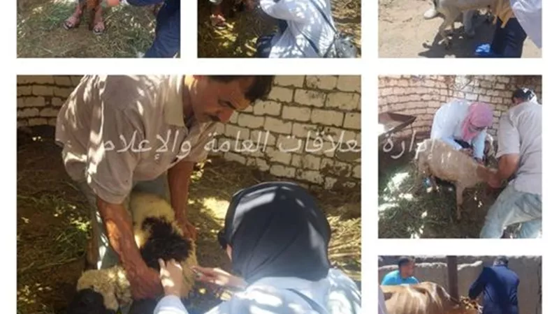 تحصين 18 ألف رأس ماشية بالإسماعيلية