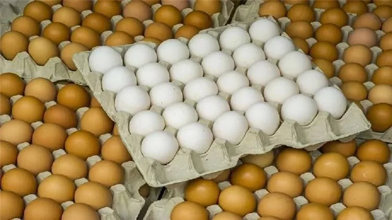 تفاصيل انخفاض أسعار البيض.. الكرتونة بـ 55 جنيهًا