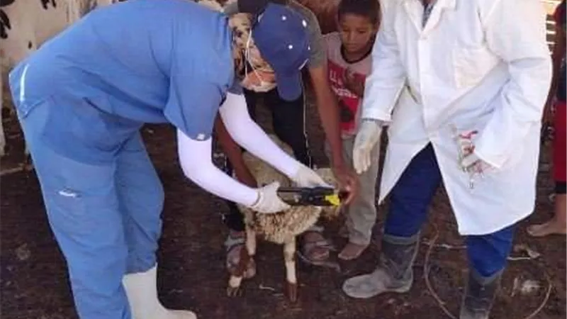 بيطري الشرقية يُحصن 200 ألف و227 رأس ماشية للوقاية من مرض الحمى القلاعية والوادي المتصدع