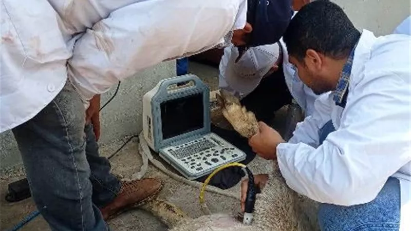 بيطري الشرقية يُجري المسح التناسلي لـ4 آلاف و131رأس ماشية والتلقيح الإصطناعي لـ664 رأسا
