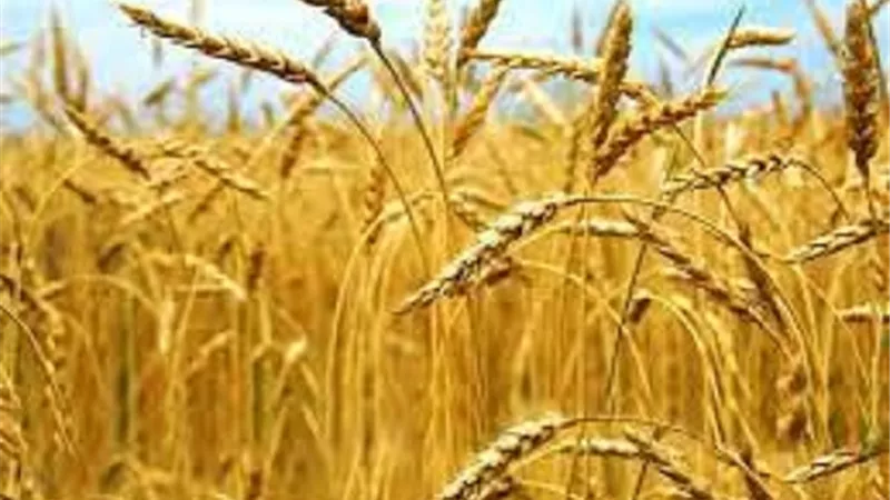 اقوات الارض والفاكهة هل عليها زكاة