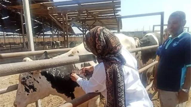 بيطري الشرقية يفحص 1918رأس ماشية ضد البروسيلا و السل البقري..صور