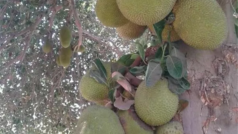 تحمل أكبر فاكهة في العالم.. من النباتات التى يتبع جنس الخبزية من الفصيلة التوتية