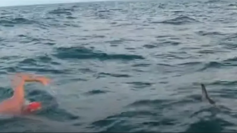 الدلافين تنقذ سباح من سمكة قرش .. فيديو