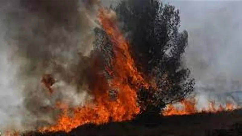 الناتو يدعم جهود الدول الأعضاء فى مكافحة حرائق الغابات