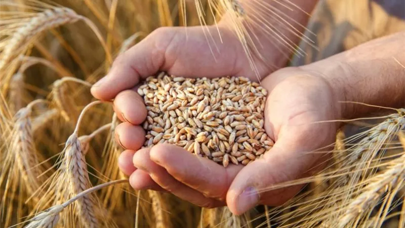 شحنتان من الحبوب الأوكرانية تغادران الموانئ اليوم