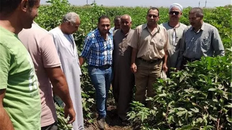 ندوة إرشادية عن زراعة محصول القطن لمزارعي قرية ميت جابر بمركز بلبيس