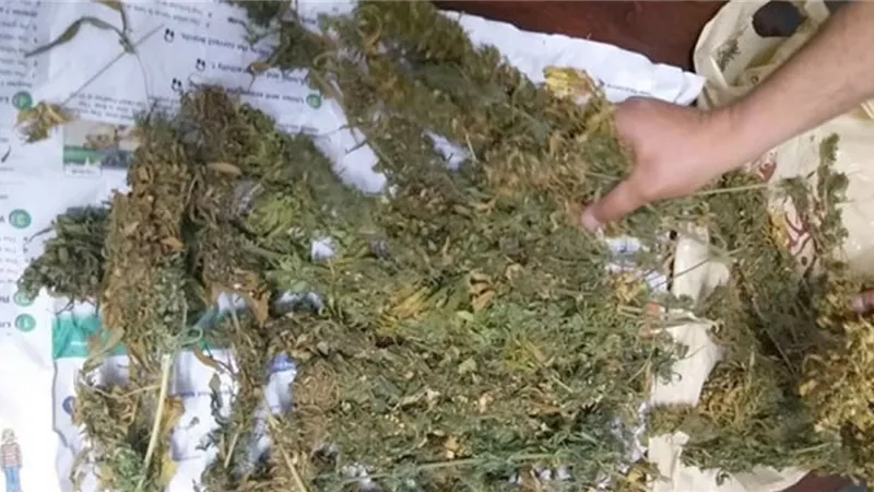 بحوزته 30 كيلو بانجو وأسلحة نارية .. سقوط عنصر إجرامي بعد تبادل إطلاق النيران مع الشرطة بالدقهلية