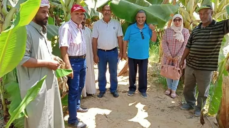 الزراعة تكافح تبرقش الموز بالإسماعيلية..صور