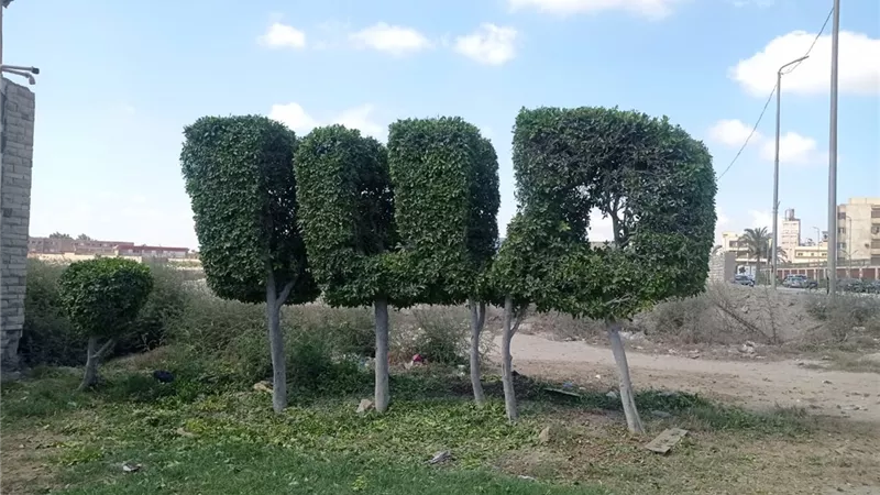 زراعة 94 ألف شجرة زينة ونخلة بالأسكندرية
