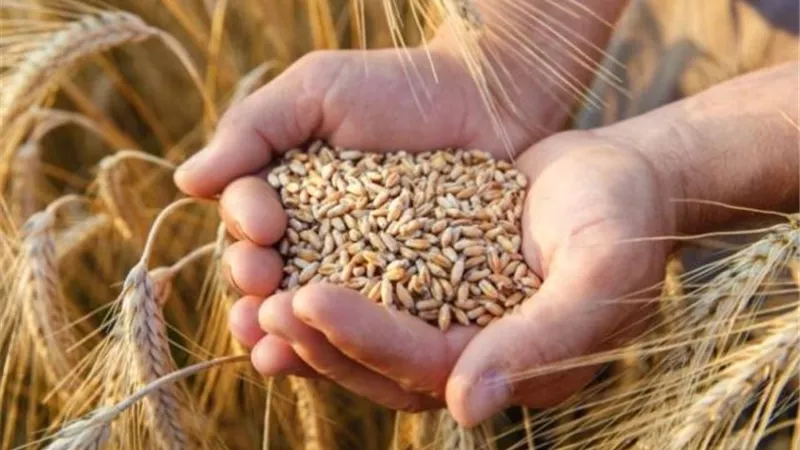 غرفة صناعة الحبوب: استلام الحكومة أكثر من 4 ملايين طن قمح حتى الآن