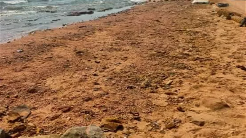 وزيرة البيئة: إنتهاء أعمال مكافحة التلوث الزيتى بعدد من شواطئ مدينة دهب