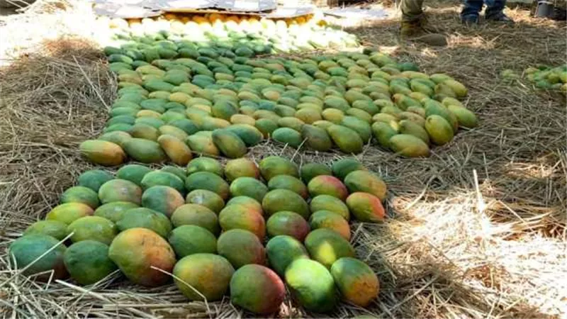 عرس ملكة الفواكه .. أول مهرجان للمانجو في الإسماعيلية لحظة بلحظة
