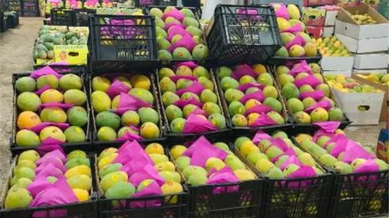 مزادات ومنافذ بيع ..10 جنيه لكيلو المانجو في الإسماعيلية