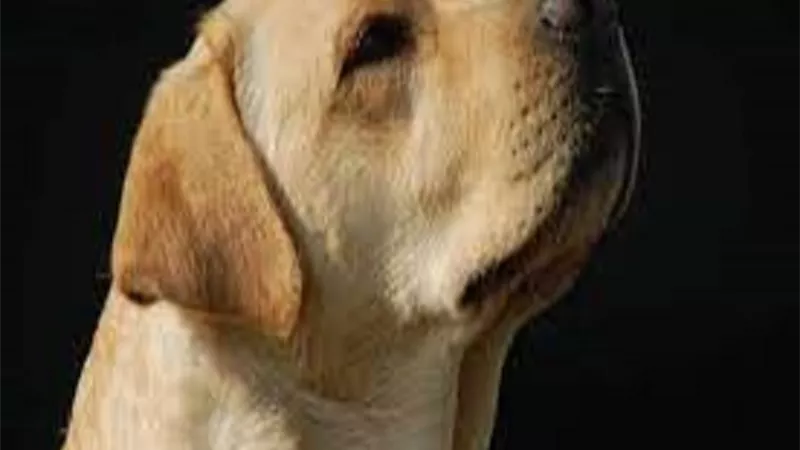 االقبض على صاحب محل قطع