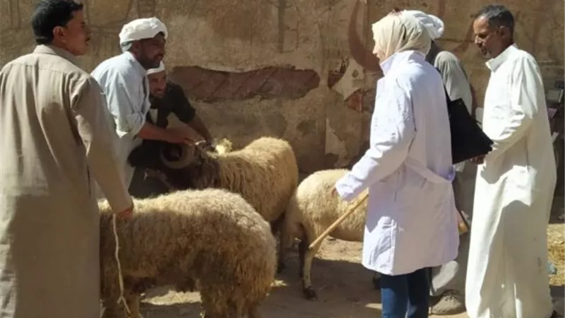 بيطري الشرقية يُجري الترصد الوبائي لـ10 آلاف و885 منزلا في 990 قرية