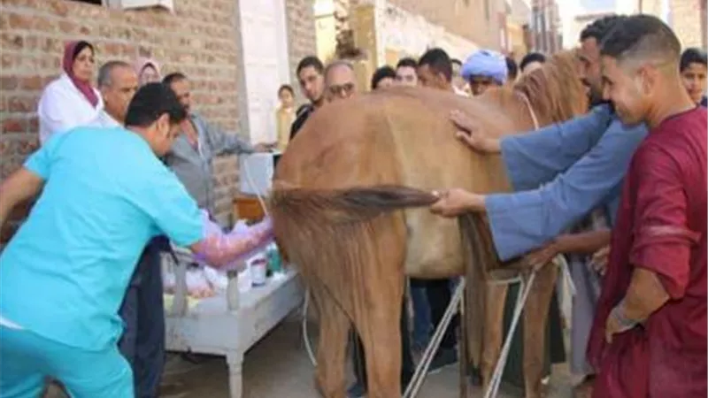 كلية الطب البيطري بجامعة أسيوط تطلق قوافل مجانية..صور