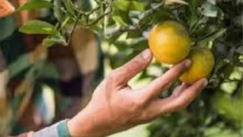 حكم اعطاء الاخوة الفقراء من زكاة الزروع