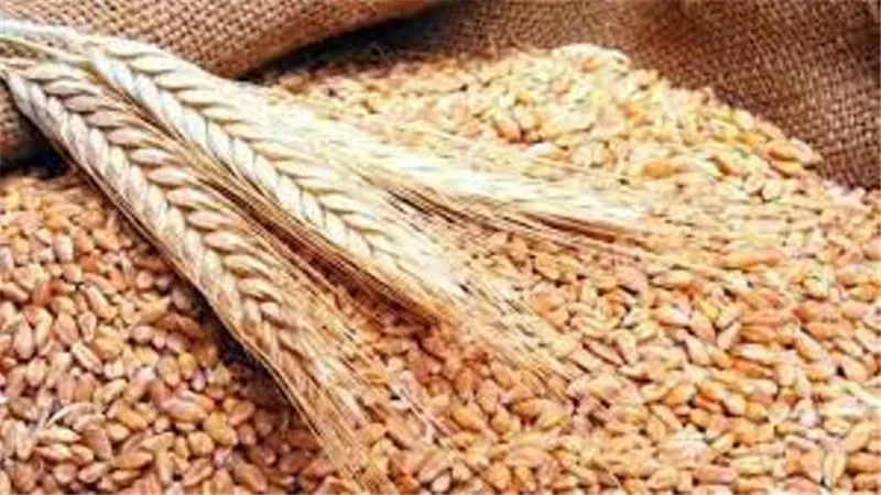 صادرات الحبوب الأوكرانية تقترب من مستوياتها قبل الحرب