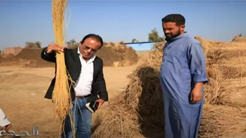 فيديو.. خبير زراعي يكشف تحديات زراعة الكتان في مصر