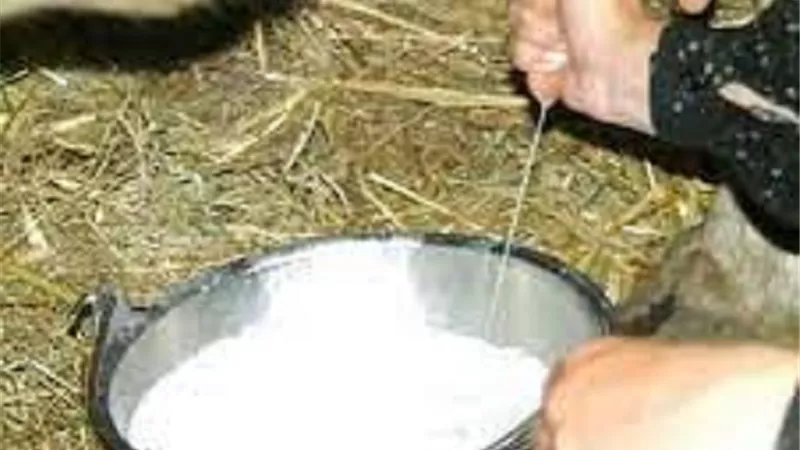 حليب الانعام .. هل عليه زكاة