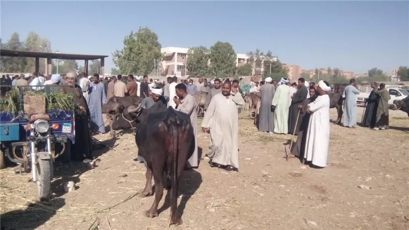 تحصين ٤٢٠٨١ حيوان ضد الحمى القلاعية والوادى المتصدع بالأقصر
