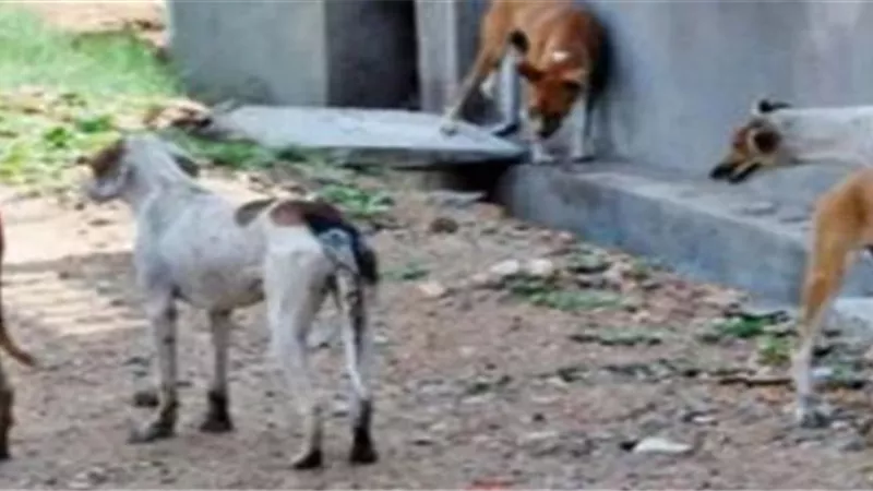 كلاب ضالة تمزق طفل أمام منزله برأس غارب
