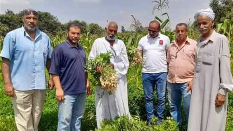 محصول الفول السودانى بالإسماعيلية أعلى إنتاجية وجودة تصديرية..صور
