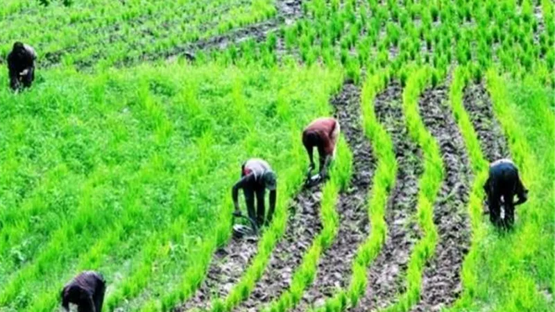 نيجيريا تطلق خطة خمسية جديدة لتعزيز قطاع الزراعة