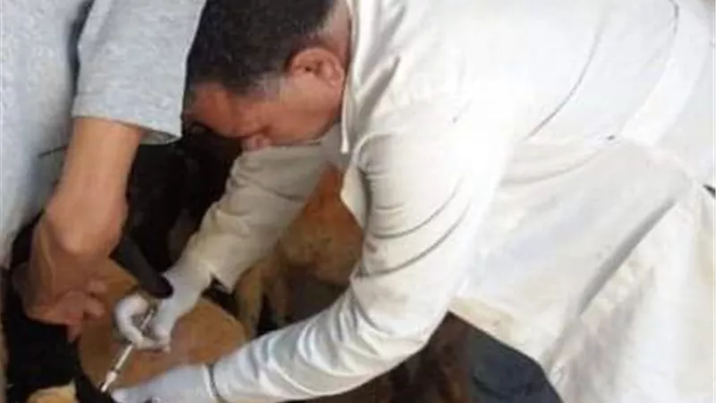 تحصين 443 ألف رأس ماشية بالشرقية..صور