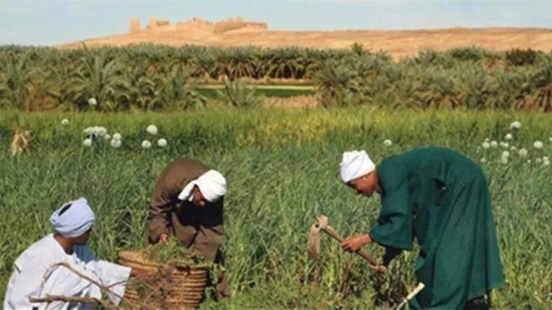 ثقافة القرية تحتفل بعيد الفلاح في الفيوم وأسيوط وكفر الشيخ