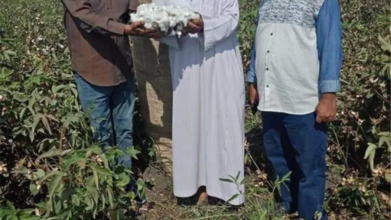 إنطلاق موسم جني القطن صنف جيزة 94 من قرية صفيطة بالشرقية