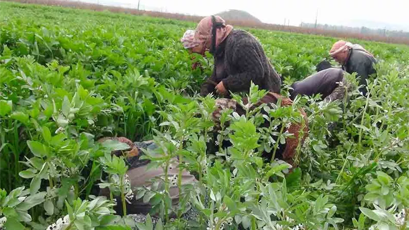 الشناوي: توجيهات رئاسية بتطوير منظومة الزراعة التعاقدية لدعم المزراعين.. تفاصيل