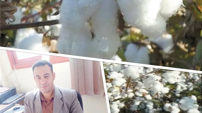 الذهب الأبيض.. يستعيد عرشه