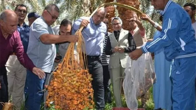 الزملّوط يفتتح موسم حصاد التمور