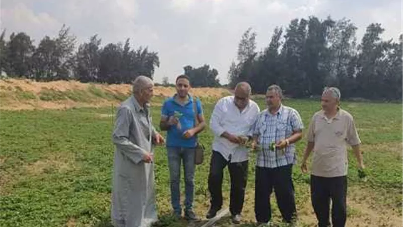 زراعة الاسماعيلية تكثف المرور علي حقول الطماطم بالقصاصين..صور