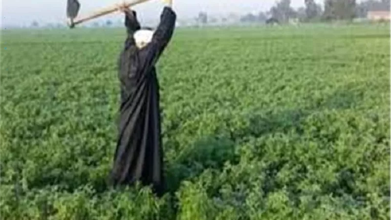 8 سنوات من الدعم والتمكين للفلاح المصري ..انفوجراف