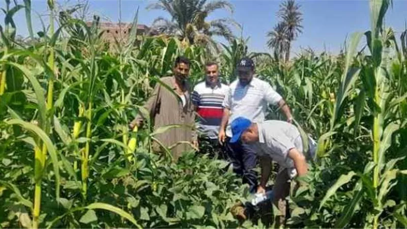 حصاد محصول فول الصويا المحمل علي ذرة شامية في فايد بالإسماعيلية..صور