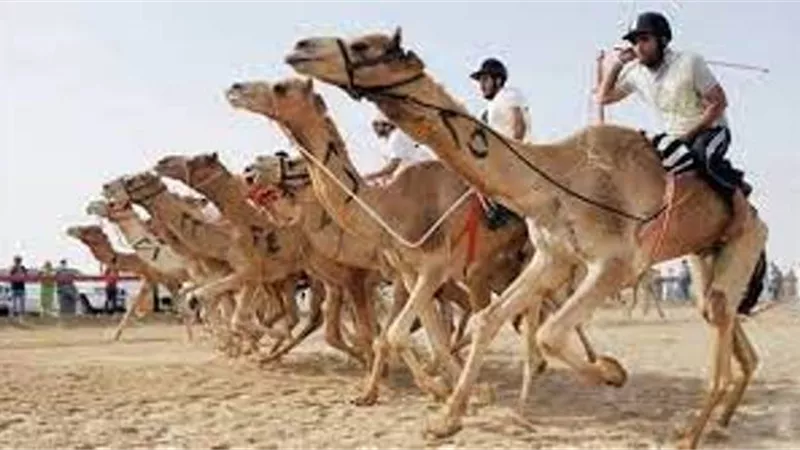 عودة سباق الهجن بعد توقف 12 عاما تنعش حركة السياحة بشمال سيناء