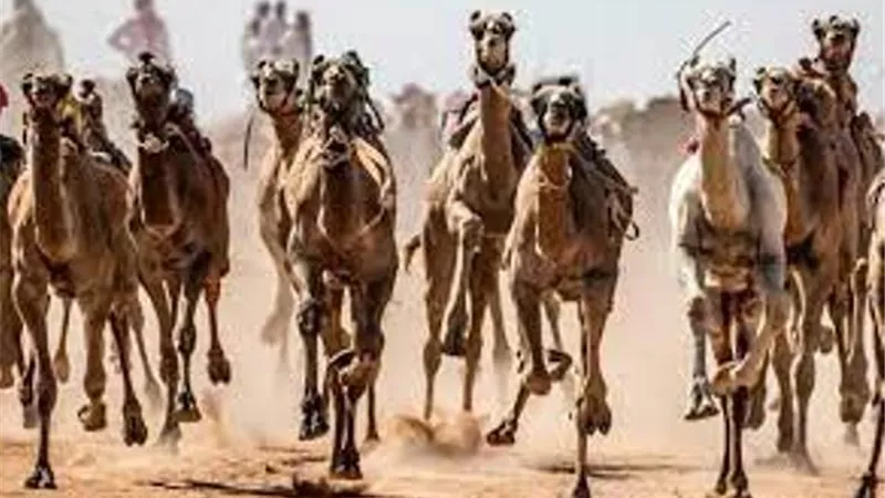 عضو الشيوخ: مهرجان الهجن موروث ثقافى .. ويمثل أكبر دعاية سياحية لمصر